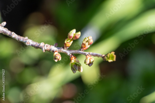 Leaves buds on a branch at the beginning of spring
