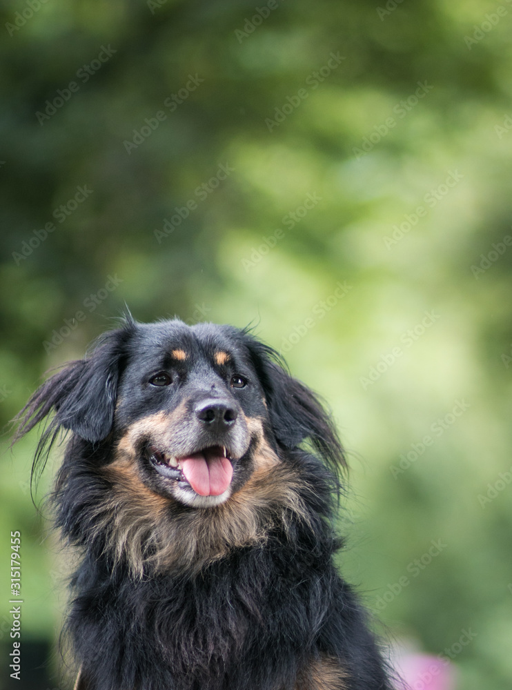 Mixed breed dog in the park. Shelter dog in new home. Mixed breed dog in the park. Shelter dog in new home.