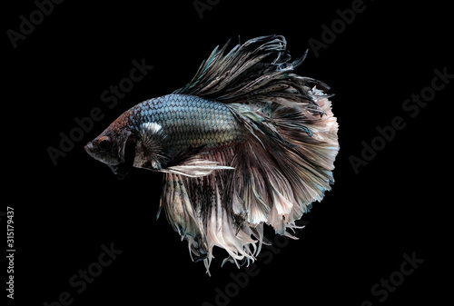 Colorful with main color of metal white and black betta fish, Siamese fighting fish was isolated on black background. Fish also action of turn head in different direction during swim.