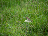 Tree sparrow at Bempton Cliffs