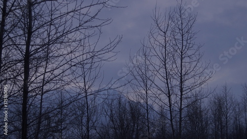 trees in winter against the evening sky