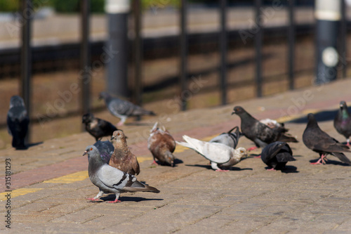 Pigeons on the edge of the railway platform.