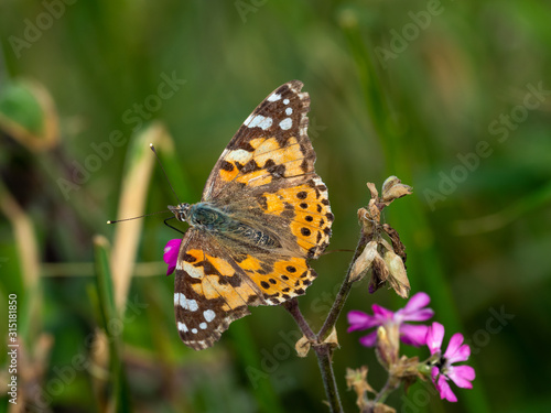 Painted lady butterfly ( Vanessa cardui )