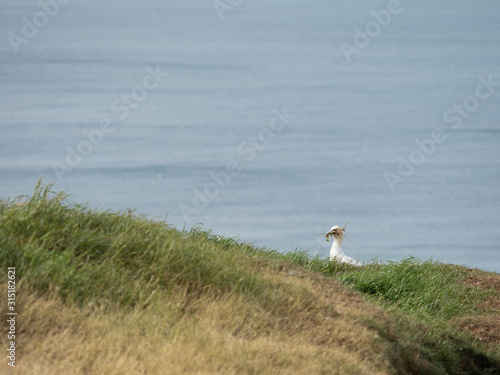 Northern gannet on cliff top
