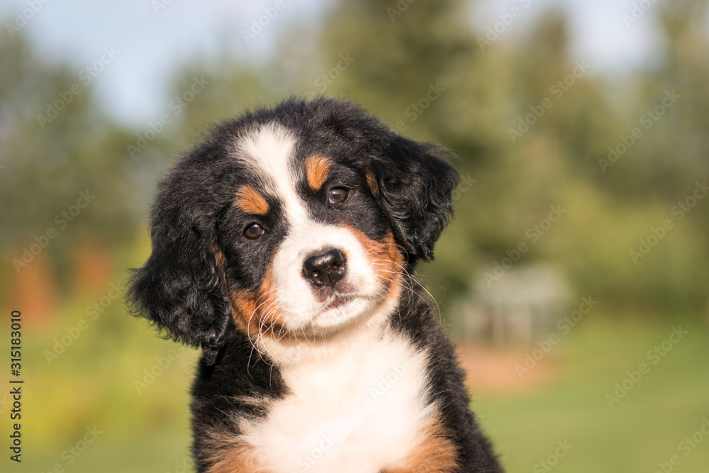 Bernese mountain dog puppy posing outside. Puppies in the kennel.