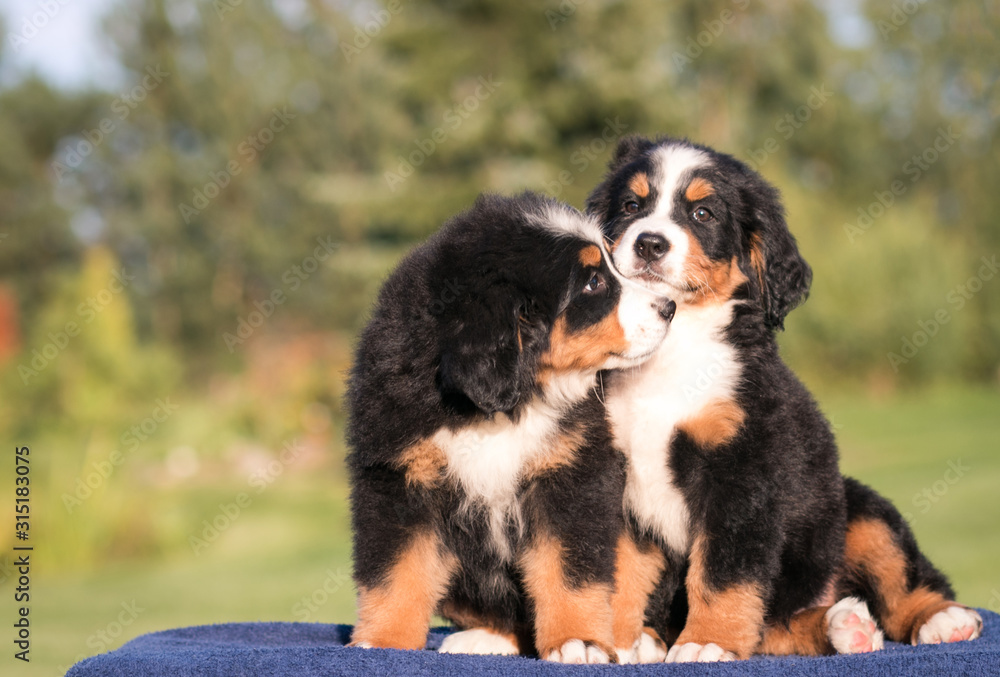 Bernese mountain dog puppy posing outside. Puppies in the kennel.	