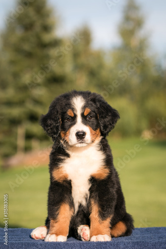 Bernese mountain dog puppy posing outside. Puppies in the kennel.