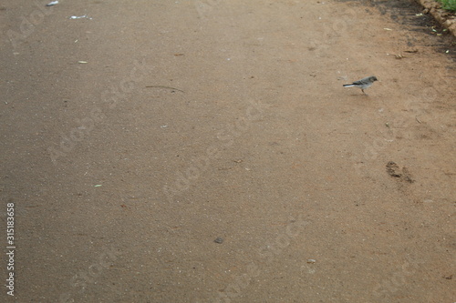 wagtail