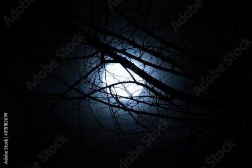 The dark night in full moon and tree branch.