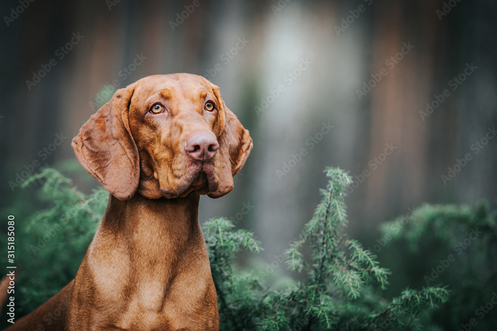 vizla boy posing outside. Vizla dog portrait in green background. Forest around. vizla boy posing outside. Vizla dog portrait in green background. Forest around.