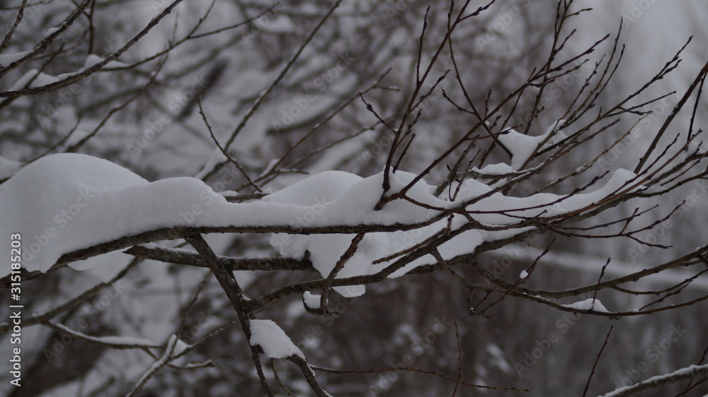 Obraz premium winter forest