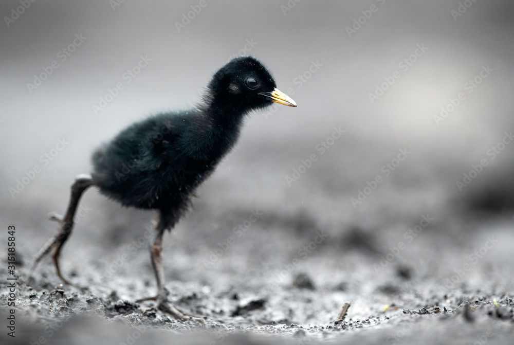 Water Rail (Rallus aquaticus) close up - young one - obrazy, fototapety, plakaty 