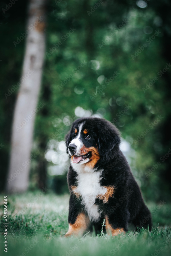 Bernese mountain dog puppy outside. So cute and small bernese puppy.