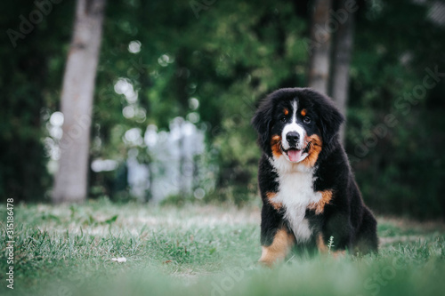 Bernese mountain dog puppy outside. So cute and small bernese puppy. © Evelina