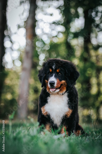 Bernese mountain dog puppy outside. So cute and small bernese puppy.  © Evelina