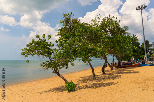 A couple of small trees on the public beach of Jomtien,Thailand photo