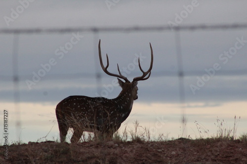 Mature Axis Buck Silhouette 