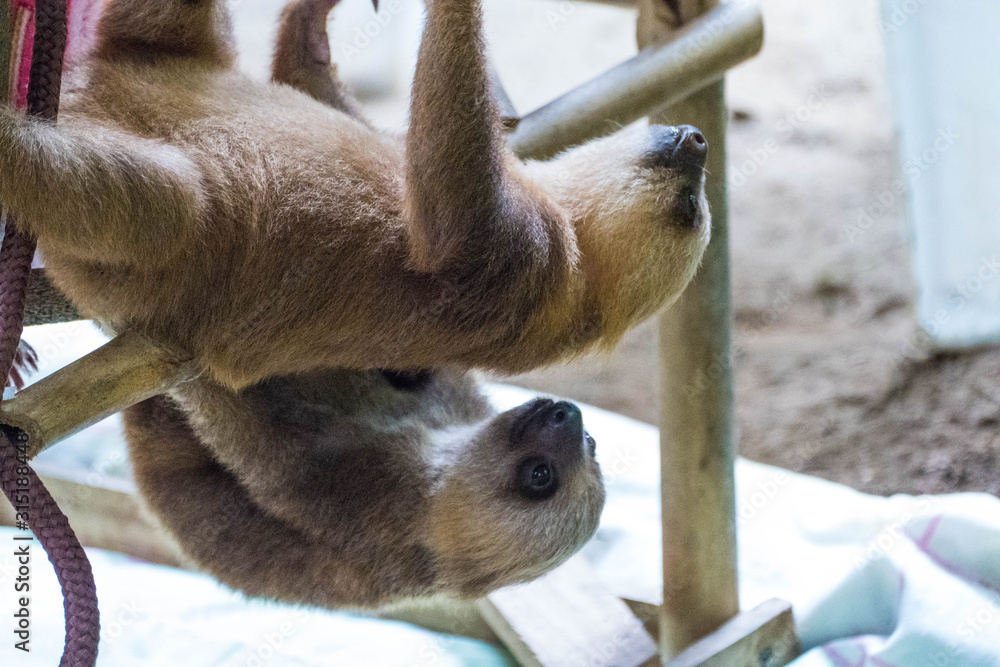 Naklejka premium Baby Three Finger Sloth (Bradypus Variegatus) in Sloth Sanctuary, Limon Costa Rica