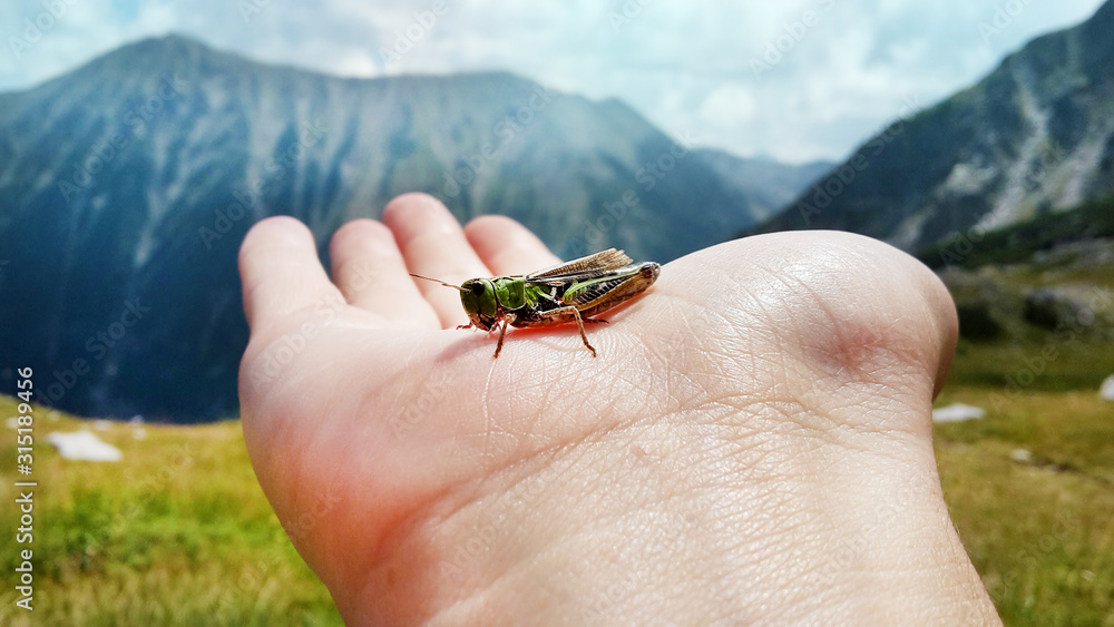 Grasshoper on a Human's Hand in the Mountain 