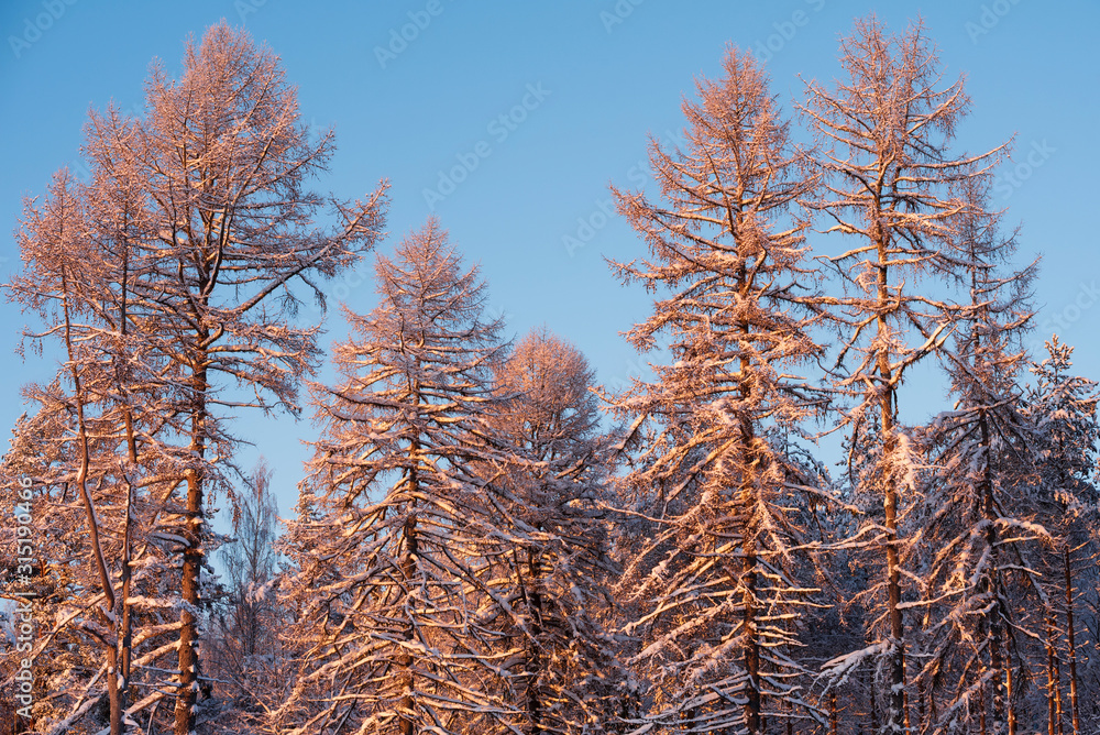 Winter forest, tall snowy larch trees covered with snow Winter forest, tall snowy larch trees covered with snow