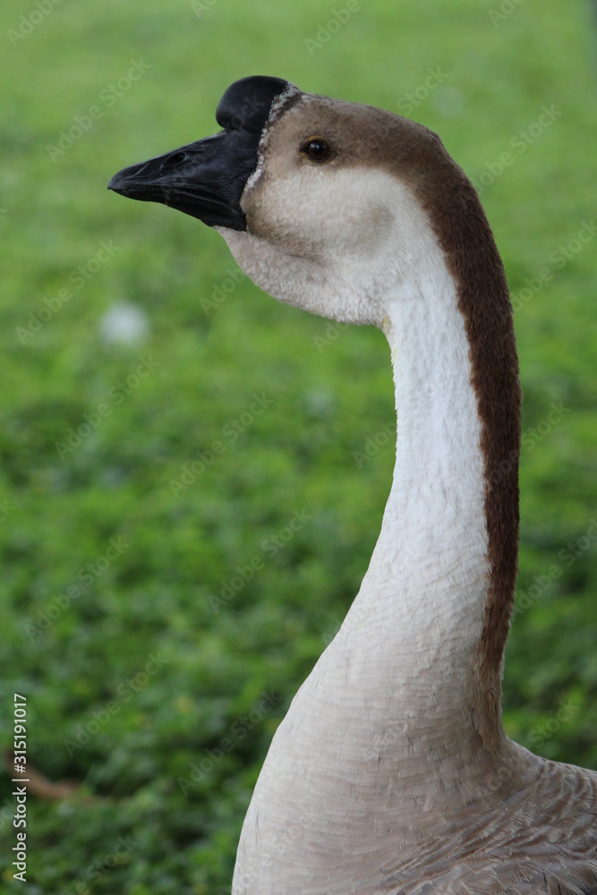 Obraz premium Brown African Gander Profile