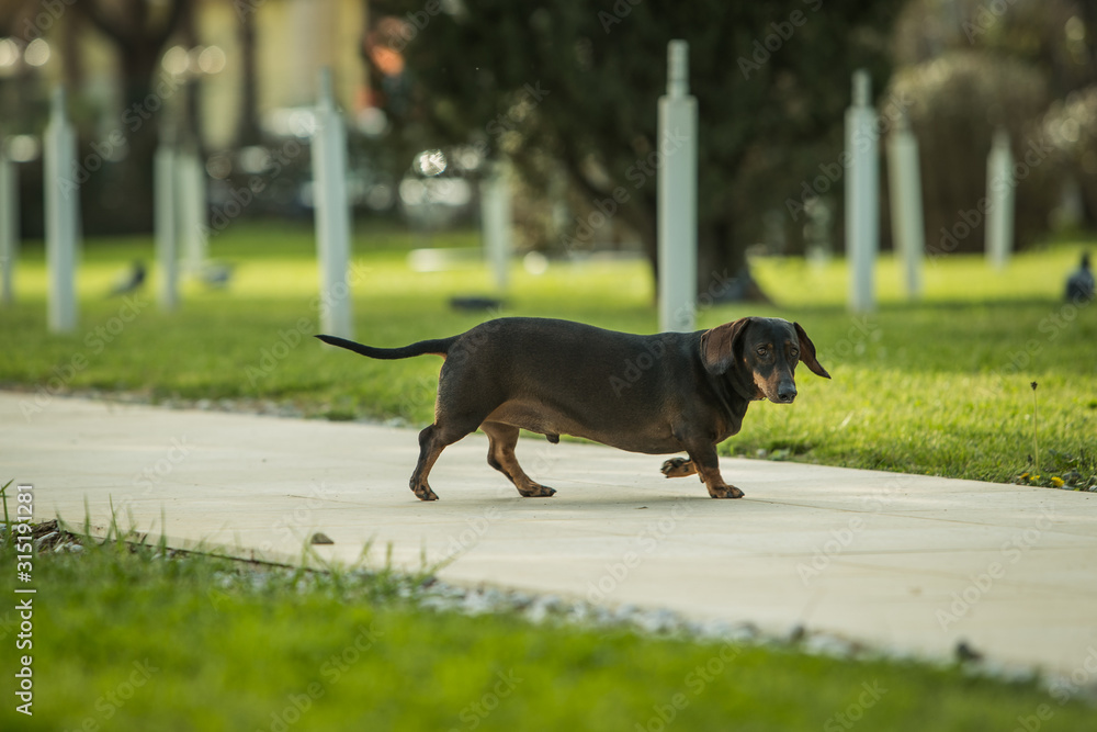 Why Do Dogs Walk In The Same Path