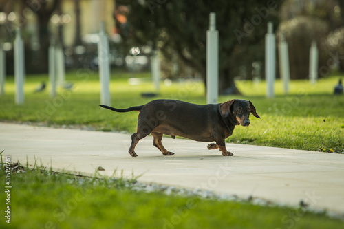 A brown dachshund dog walking on a pedestrian path or a concrete walkway with a curious look on his face and bone looking name tag.