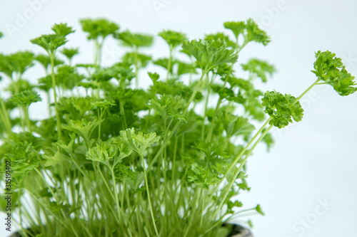parsley in a pot closeup. Greenery at home. © Elena Medoks