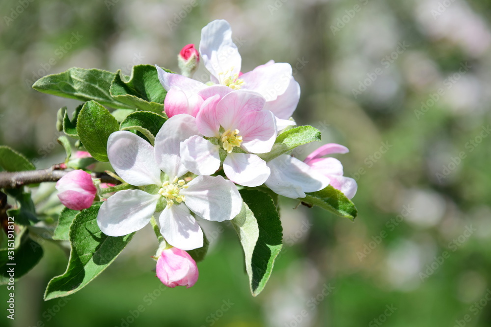 Obraz premium Apfelbaumblüten - Apfelbaum - Blütezeit in Lana in Südtirol