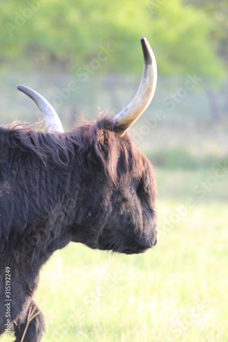 Black Scottish Highland Cow