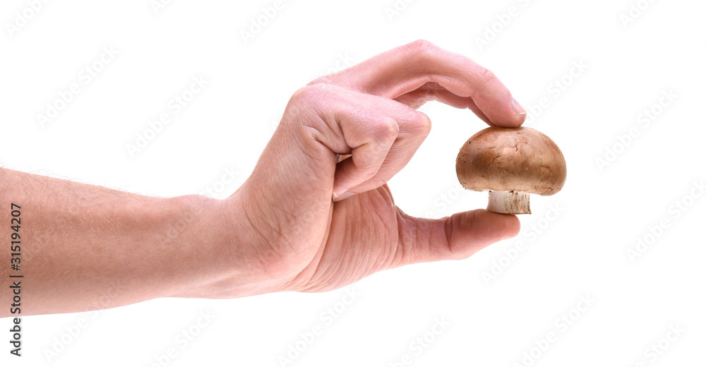 hand holding champignon isolated on white hand holding champignon isolated on white