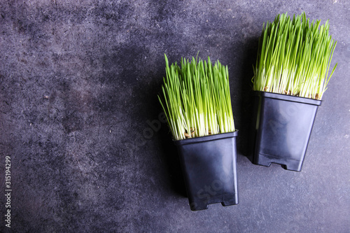 Sprouted wheat grass