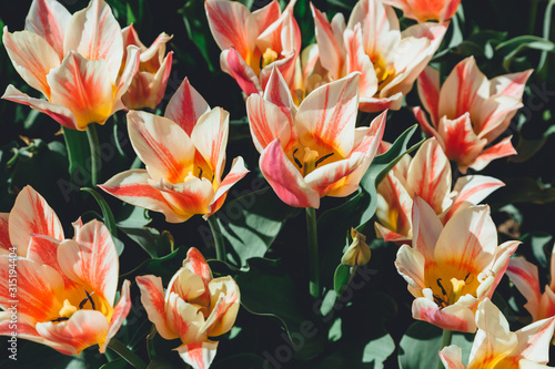 Field of pink tulips with selective focus. Spring  floral background. Garden with flowers. Natural blooming.