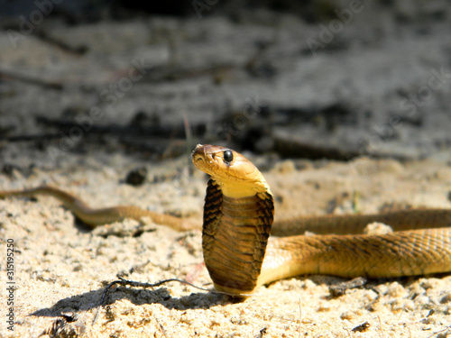 Cape Cobra Juvenile