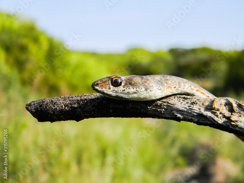 Karoo Whip Snake