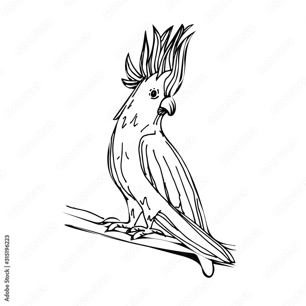 Zoo. African fauna. Cockatoo, bird, parrot. Hand drawn illustration for design, emblem, badge, t-shirt print. Engraving of wild animal. Classic vintage doodle style. Zoo. African fauna. Cockatoo, bird, parrot. Hand drawn illustration for design, emblem, badge, t-shirt print. Engraving of wild animal. Classic vintage doodle style.