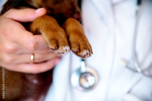 the vet examines a puppy in the hospital. the little dog got sick. puppy in the hands of a veteran doctor.
