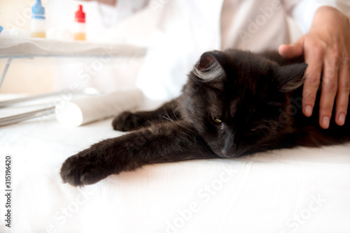 Persian cat with veterinarian doctor at vet clinic