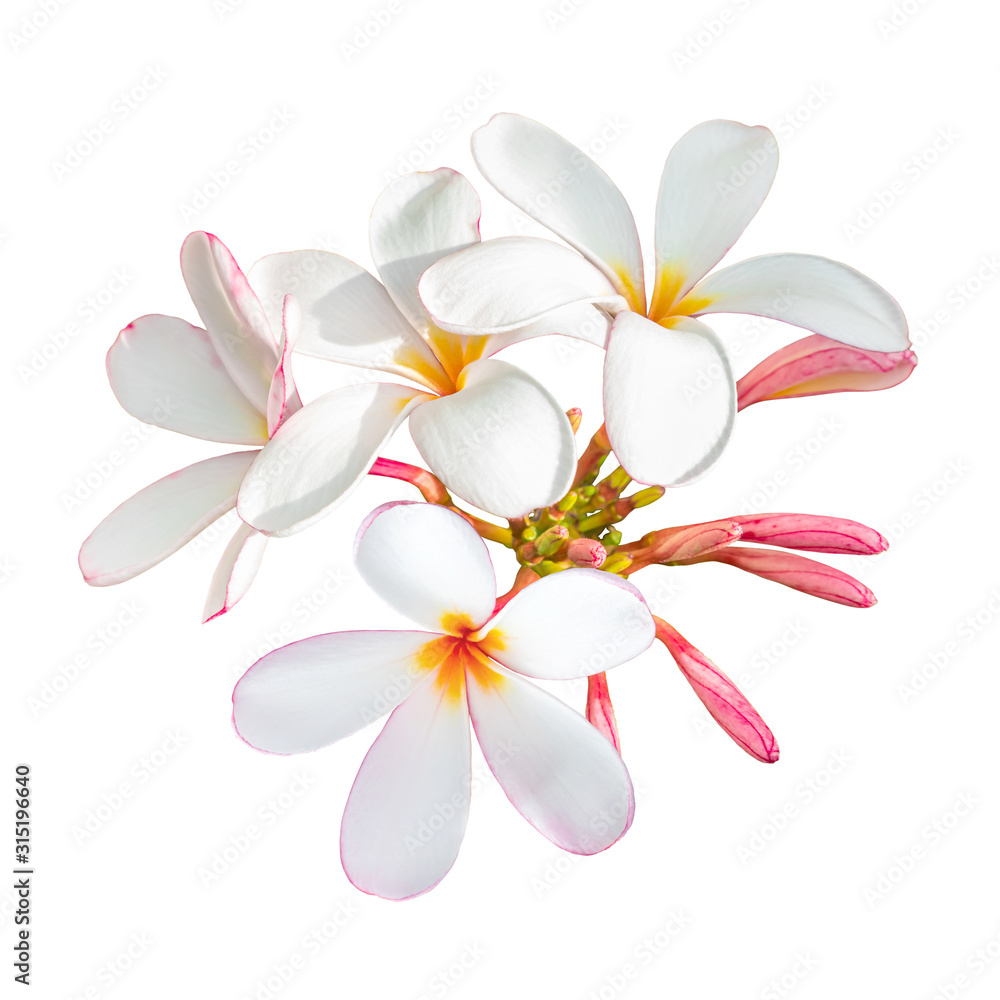 White-pink bouquet plumeria flowers on isolated white background.Floral of aroma spa.