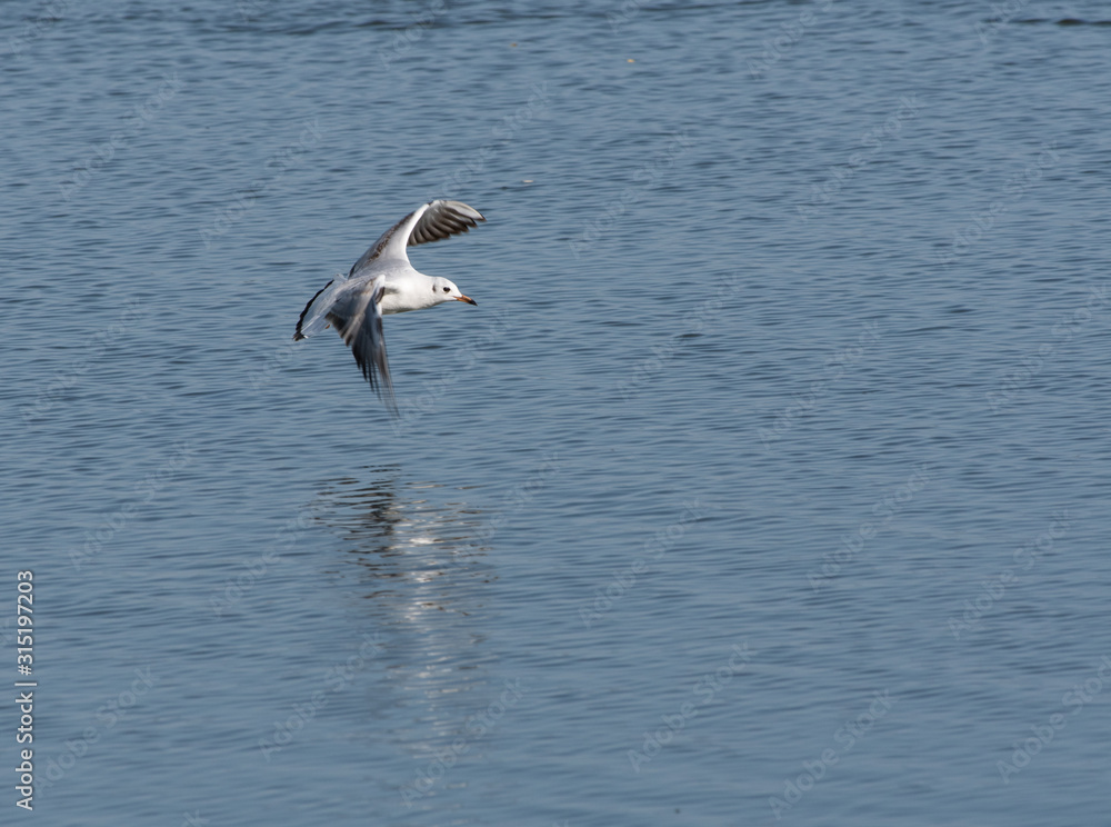 A black-headed gull floating over a pond A black-headed gull floating over a pond