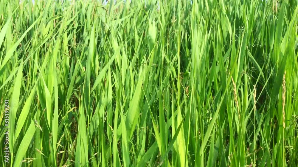 Tilt upward of tall green wild grass softly waving in the wind. Camera moves upwards and we see a deep blue sky. Close up. Tilt upward of tall green wild grass softly waving in the wind. Camera moves upwards and we see a deep blue sky. Close up.