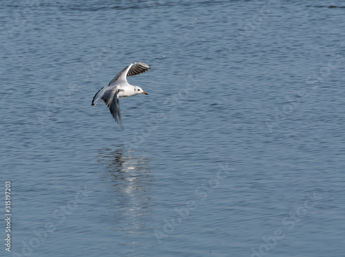 A black-headed gull floating over a pond