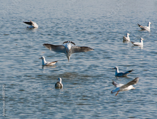 A flock of gulls hunting for fish in a pond