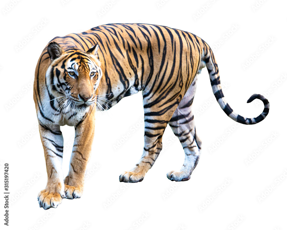Tiger isolated on white background.Animal object