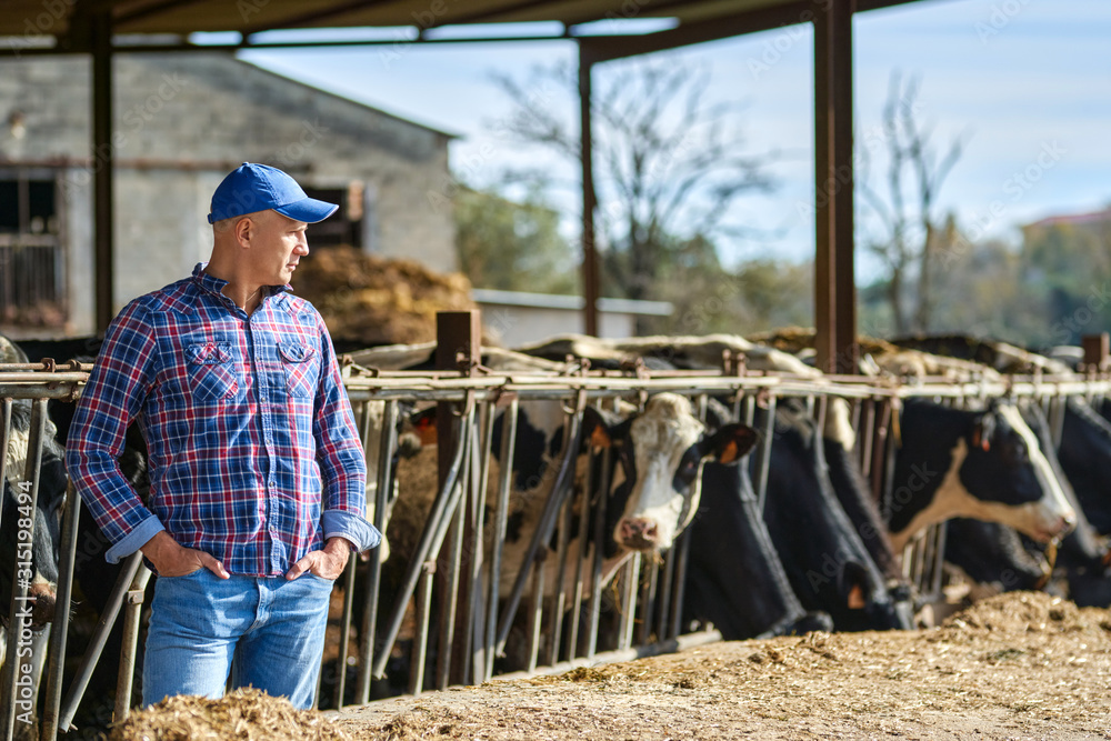 farmer at farm with dairy cow farmer at farm with dairy cow