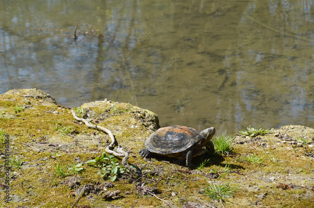 Fototapeta premium Turtle by the lake in Maksimir park, Zagreb, Croatia