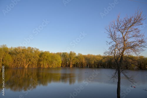 wide shot of a lone budding tree with a forest in the background engulfed in rain water at sunset on a beautiful spring afternoon