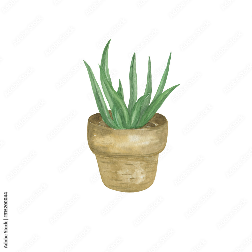 Green hand drawn watercolor aloe vera homeplant in a clay pot, botanical illustration, symbol of home Green hand drawn watercolor aloe vera homeplant in a clay pot, botanical illustration, symbol of home