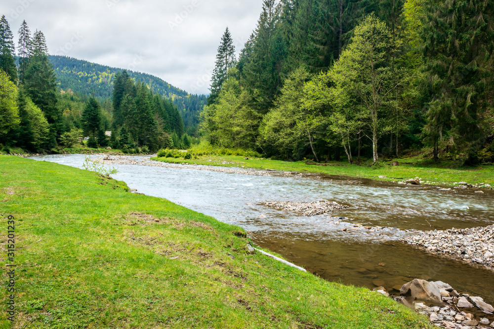 mountain river in the forest. carpathian landscape in springtime. beautiful nature scenery on a cloudy day mountain river in the forest. carpathian landscape in springtime. beautiful nature scenery on a cloudy day