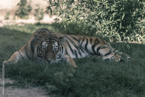 Eye to Eye with Beautiful Tiger © JS_Fotoworx